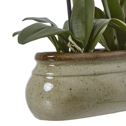 Hill Interiors Large Green Orchid In Ceramic Pot