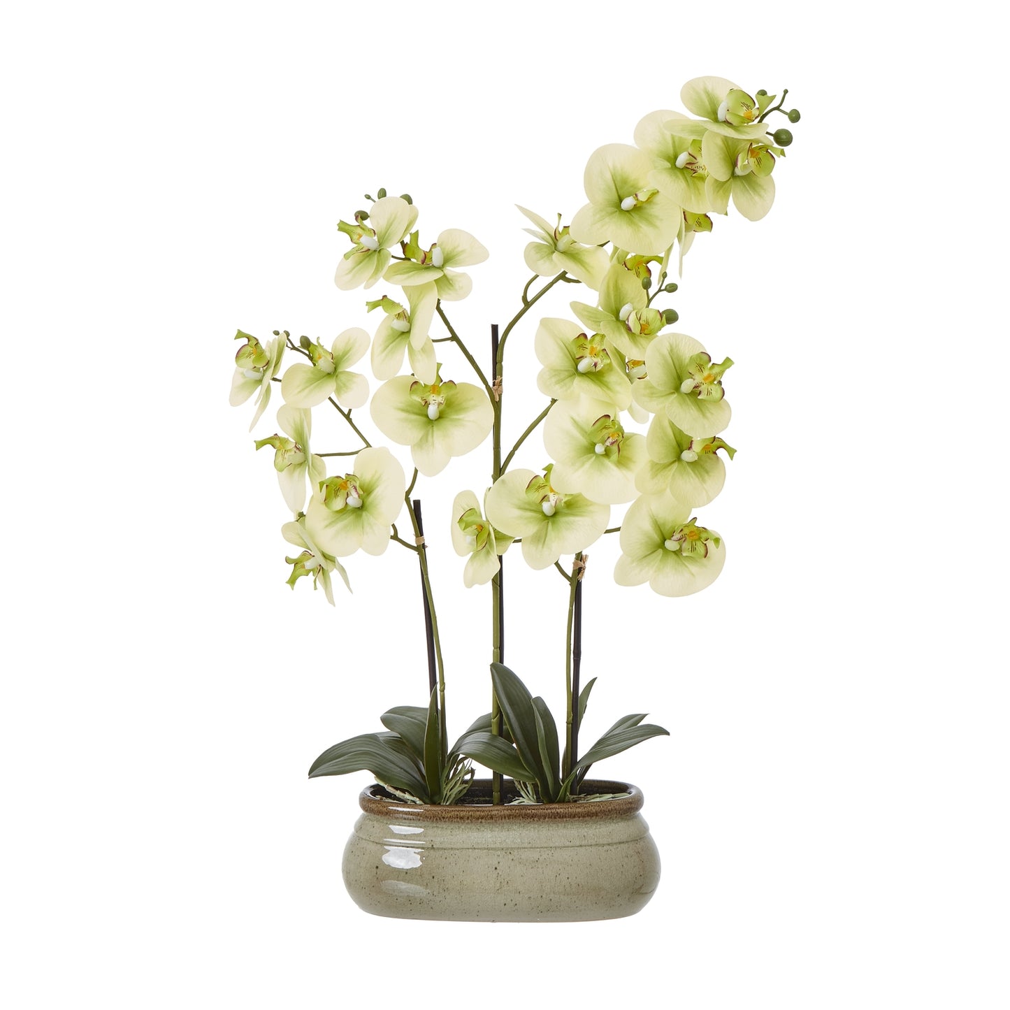 Hill Interiors Large Green Orchid In Ceramic Pot