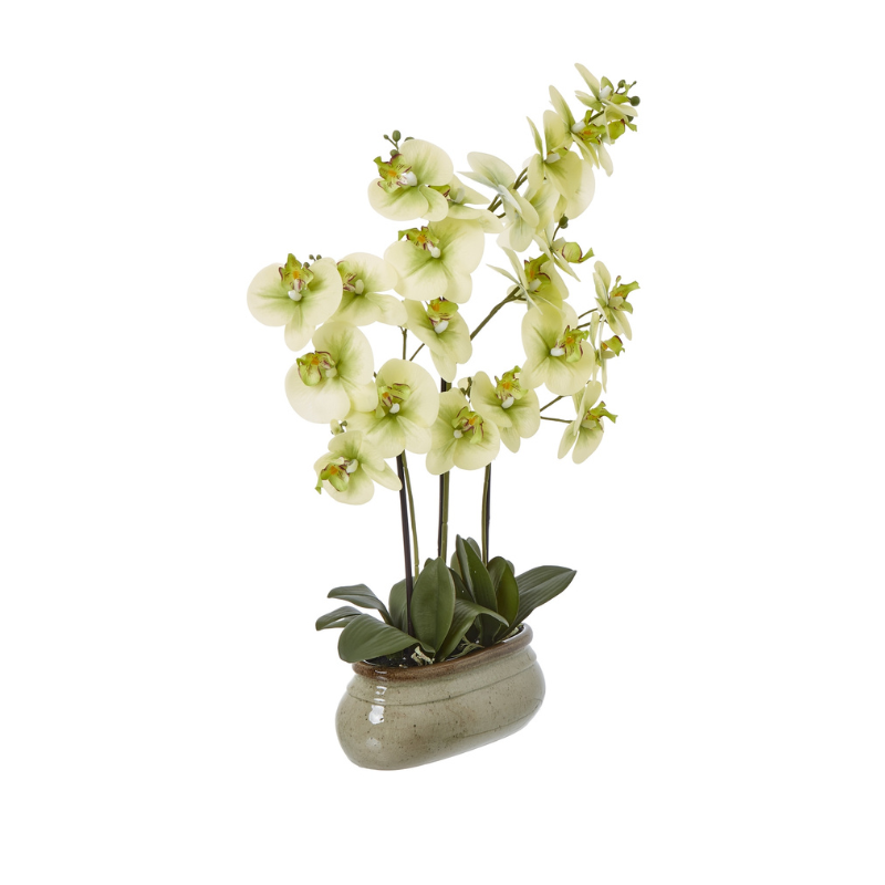 Hill Interiors Large Green Orchid In Ceramic Pot